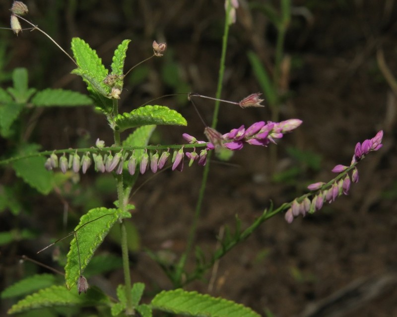 Senega boliviensis photo 3