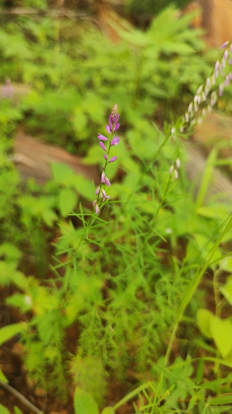 Senega boliviensis photo 4