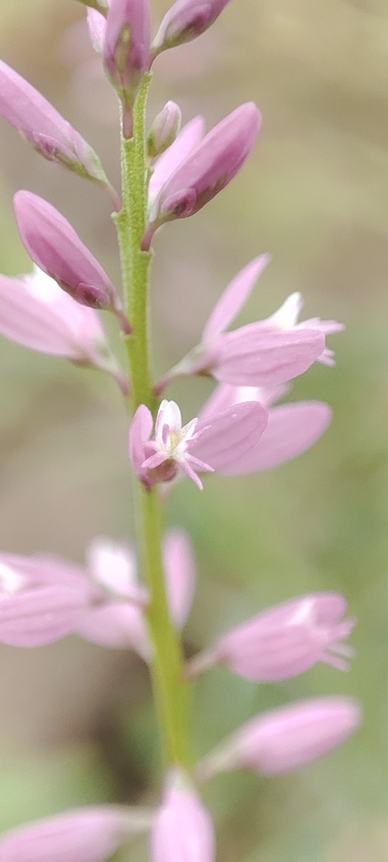 Senega boliviensis photo 5