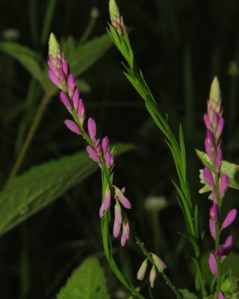 Senega boliviensis photo 6