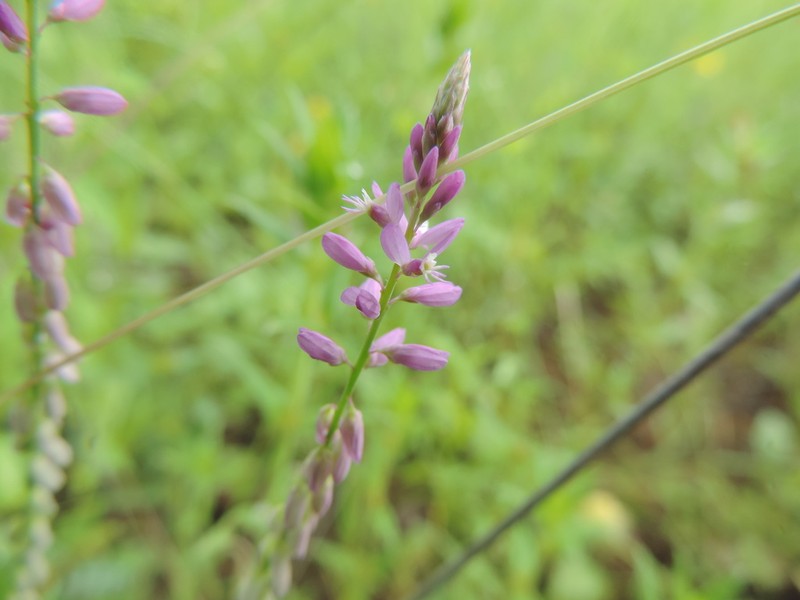 Senega boliviensis photo 8