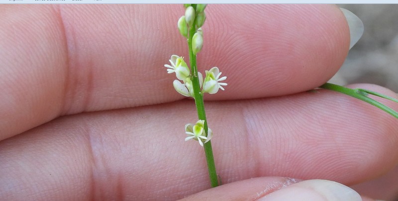Senega bonariensis photo 2