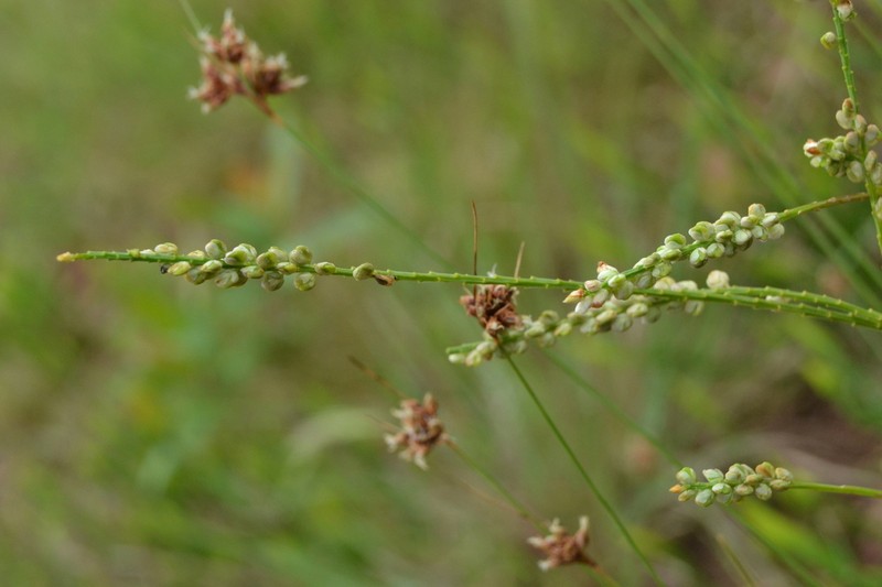 Senega bonariensis photo 4