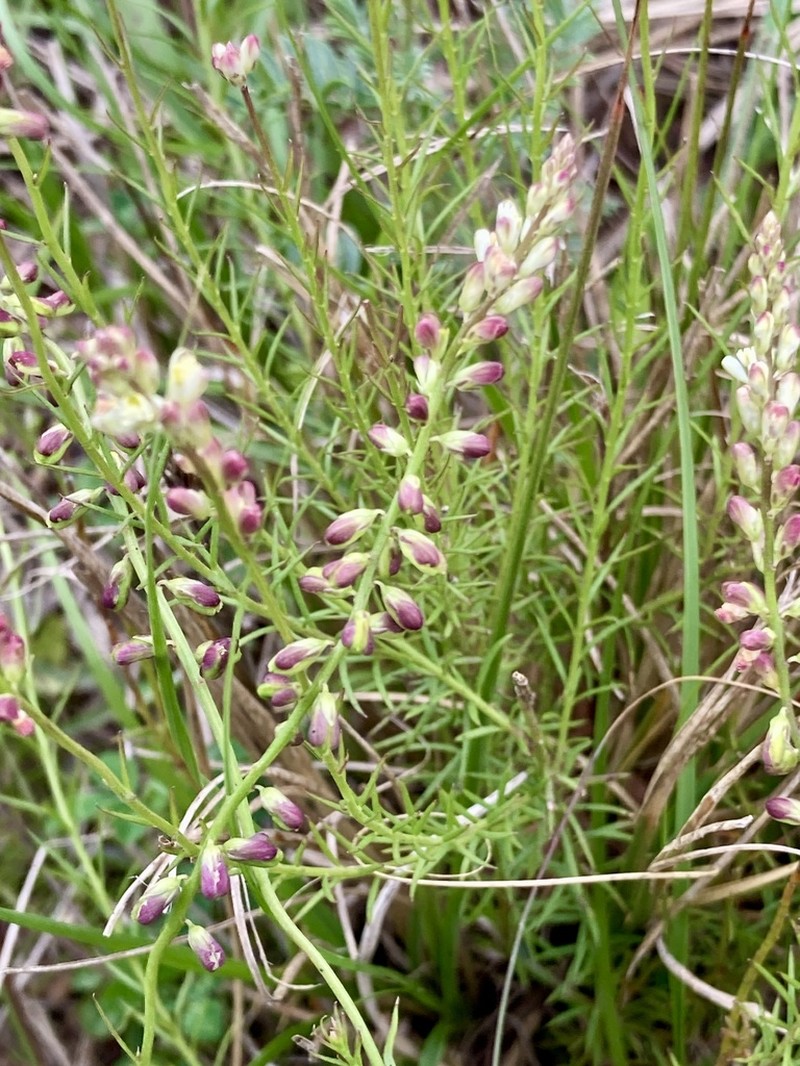 Senega bonariensis photo 5