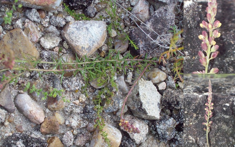 Senega bonariensis