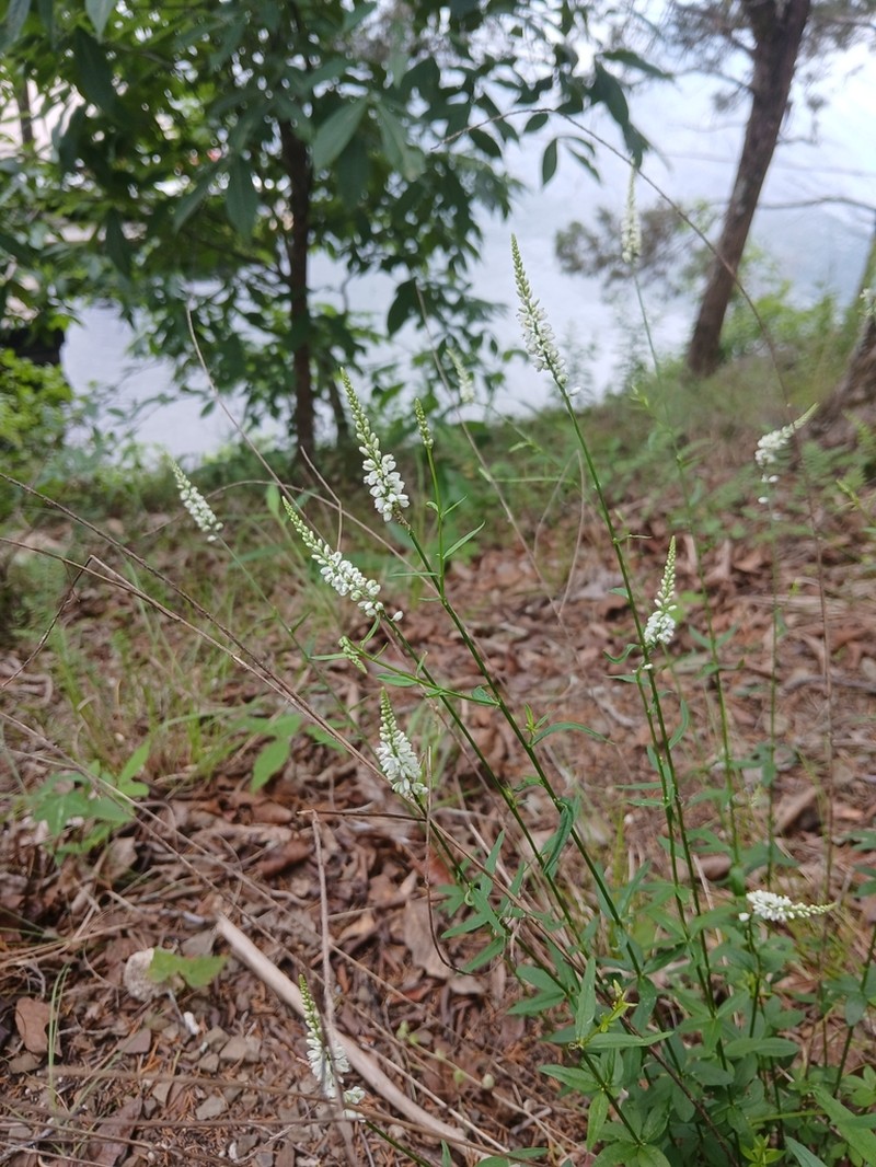 Boykin's Milkwort