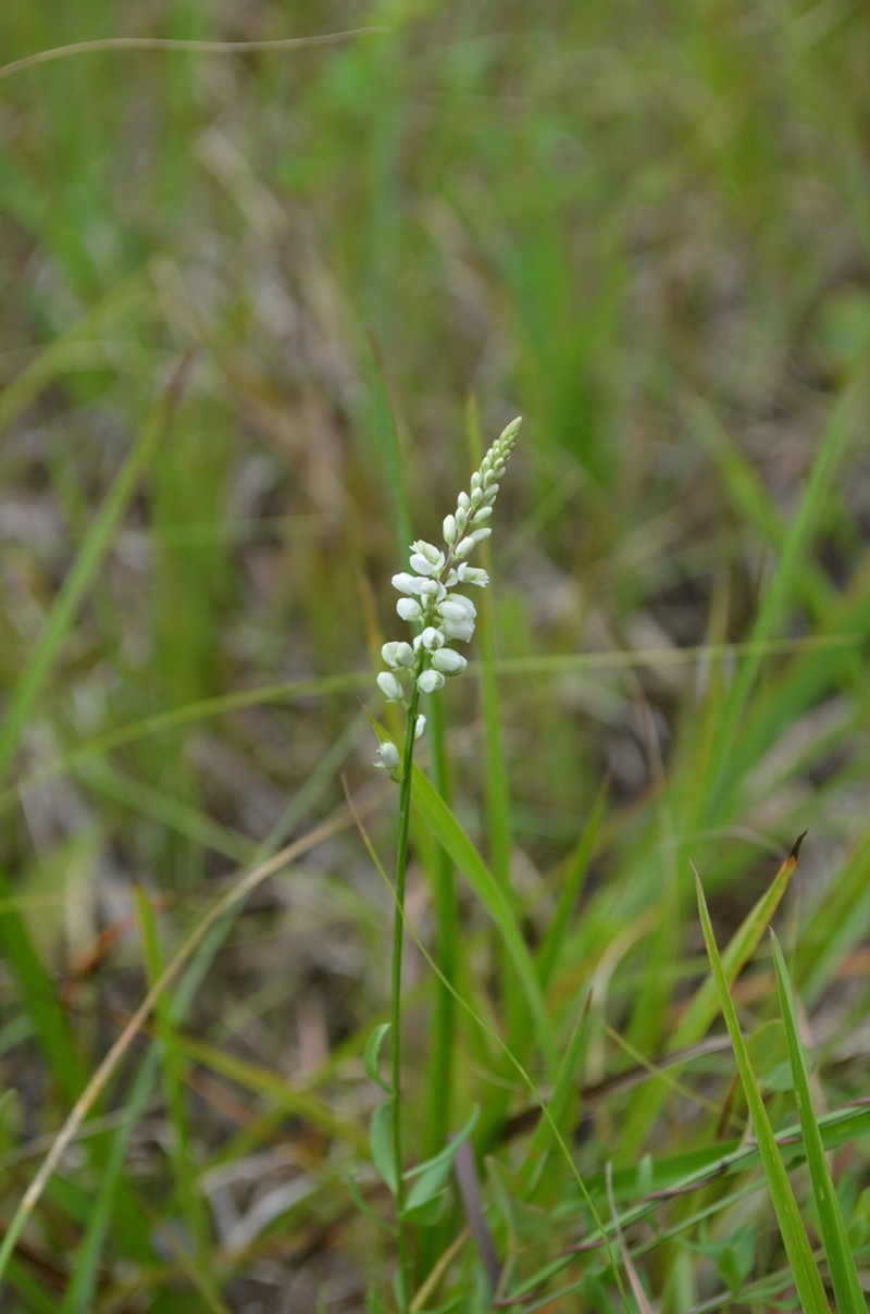 Boykin's Milkwort photo 2
