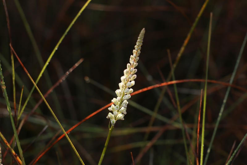 Boykin's Milkwort photo 3