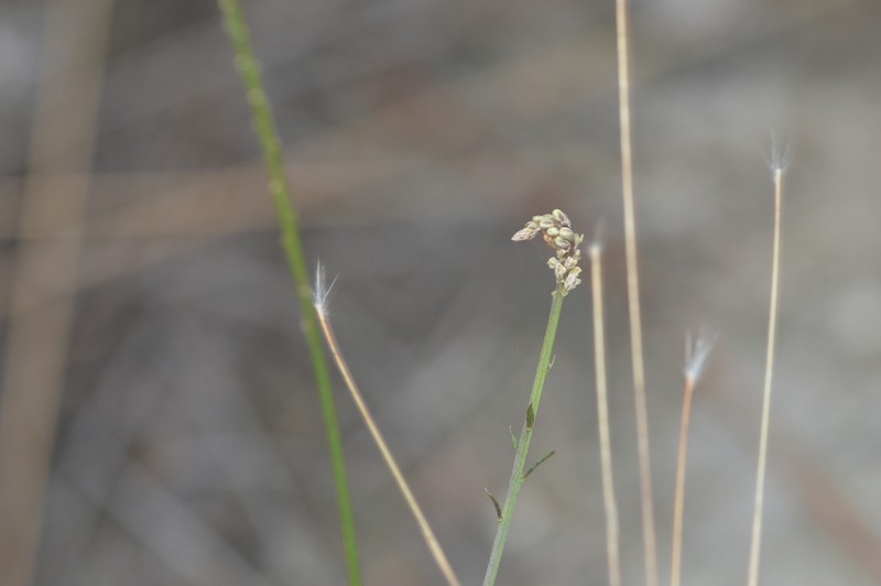 Boykin's Milkwort photo 4