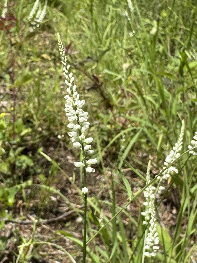 Boykin's Milkwort photo 5