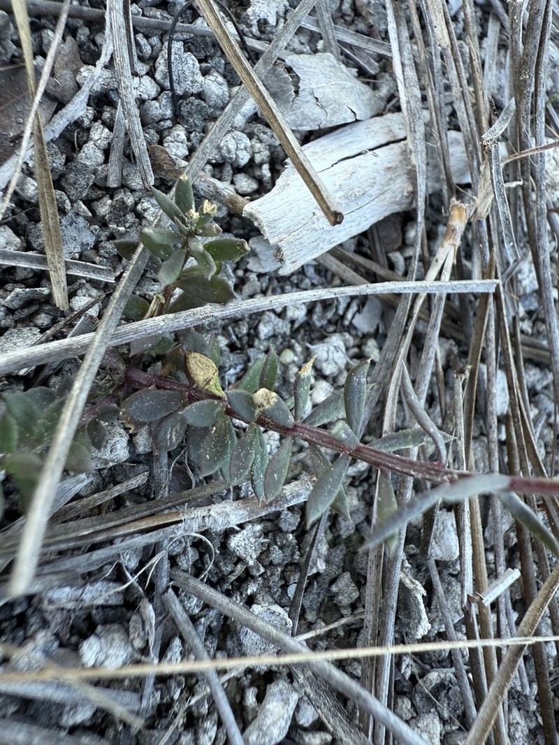 Boykin's Milkwort photo 6