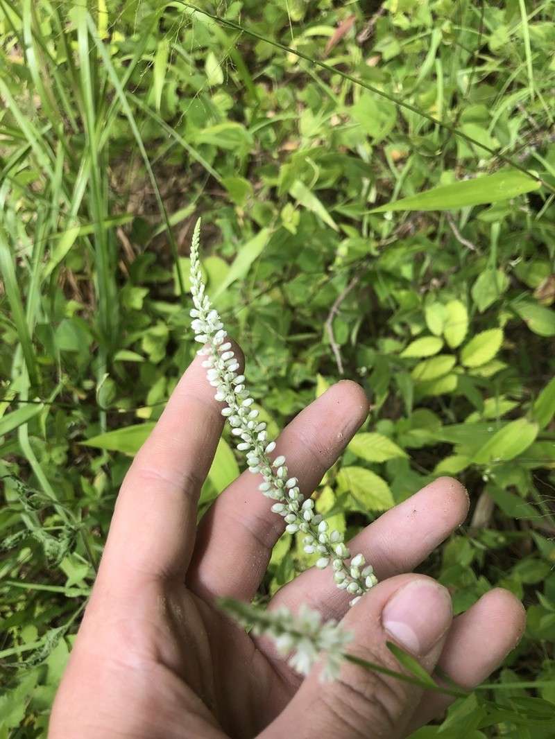 Boykin's Milkwort photo 7