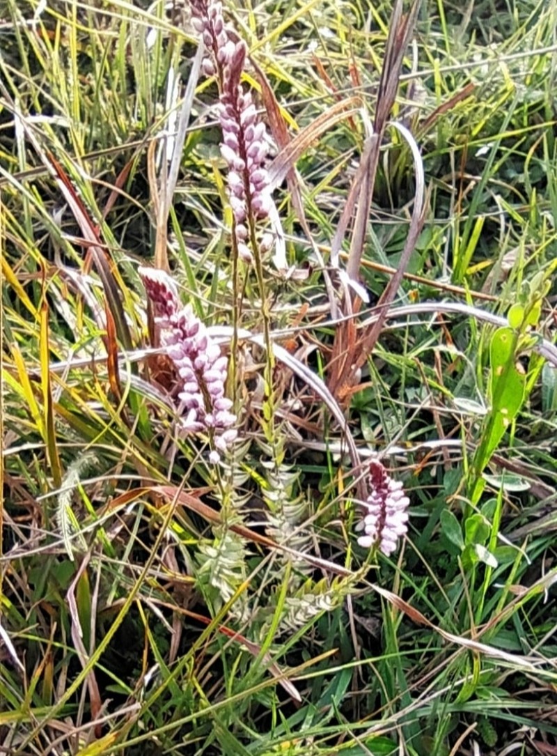 Senega brasiliensis
