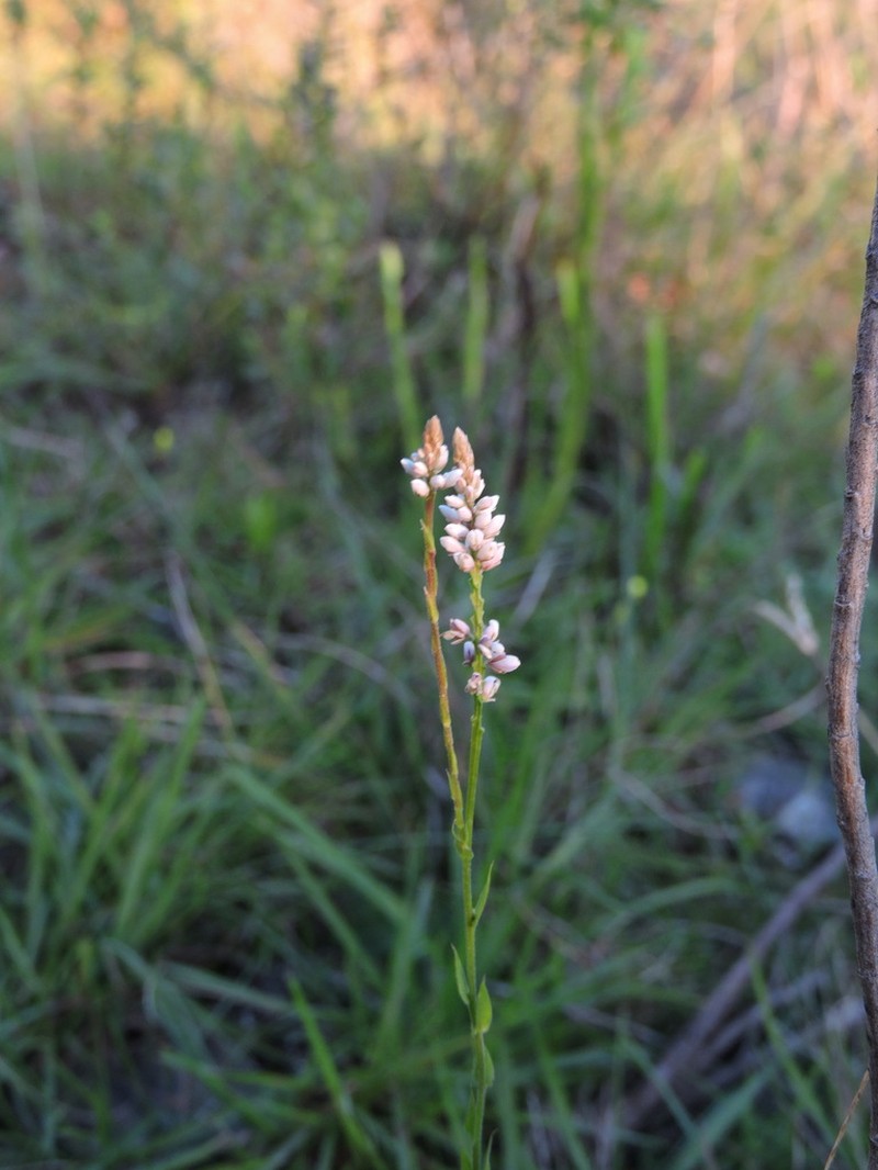 Senega brasiliensis photo 2