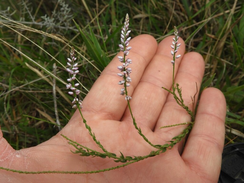 Senega brasiliensis photo 3