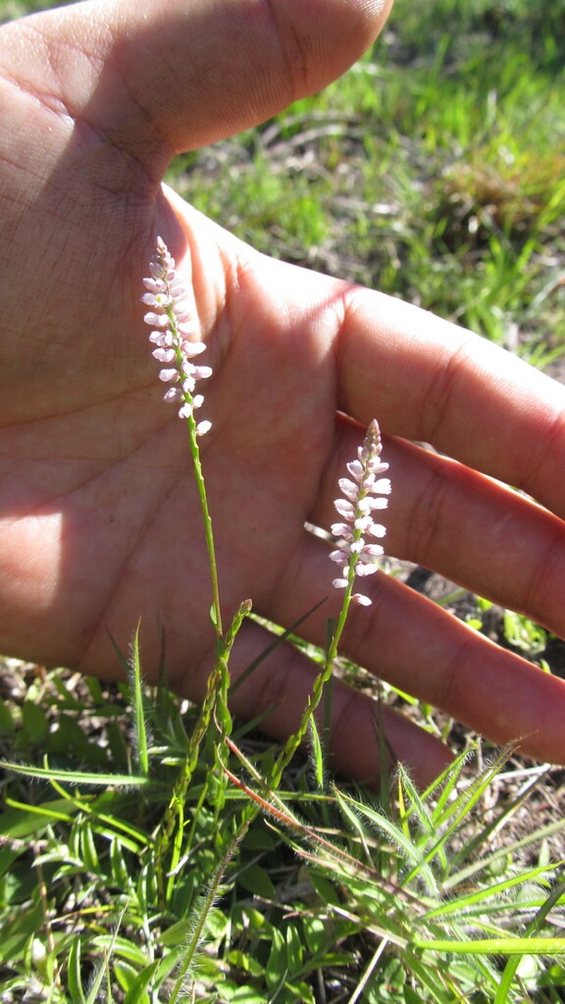 Senega brasiliensis photo 4