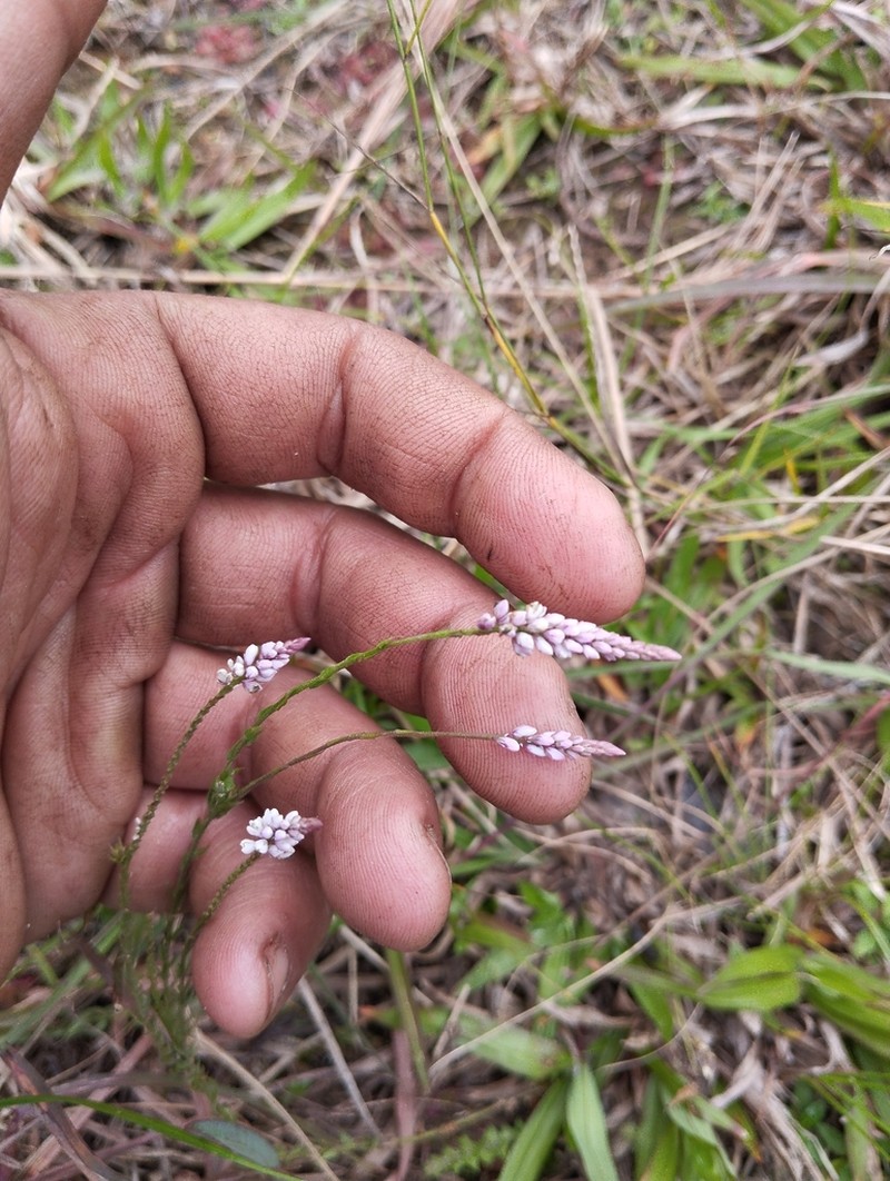Senega brasiliensis photo 5