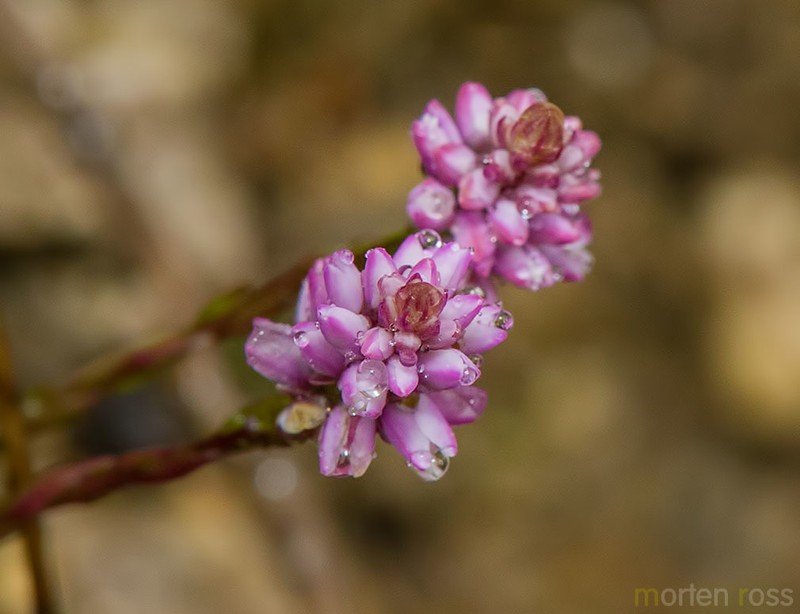 Senega brasiliensis photo 6
