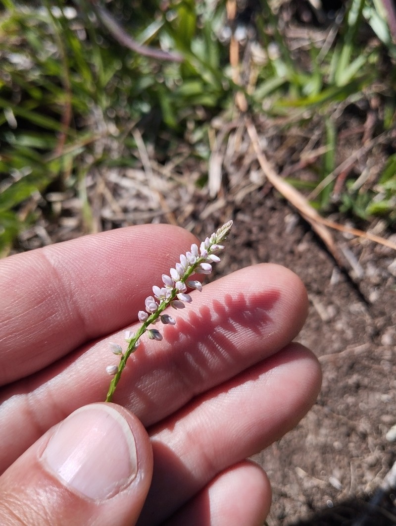 Senega brasiliensis photo 7