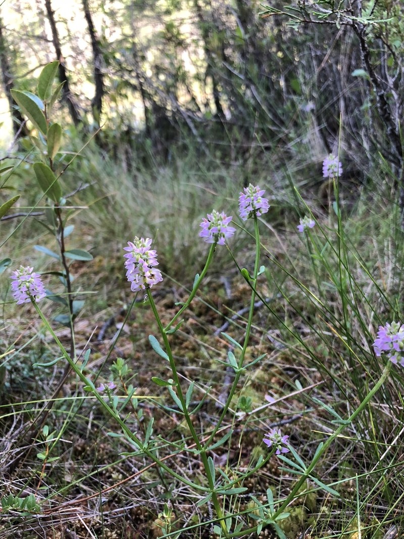 Littleleaf Milkwort