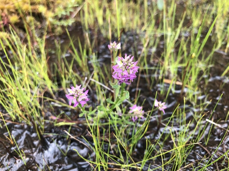 Littleleaf Milkwort photo 2