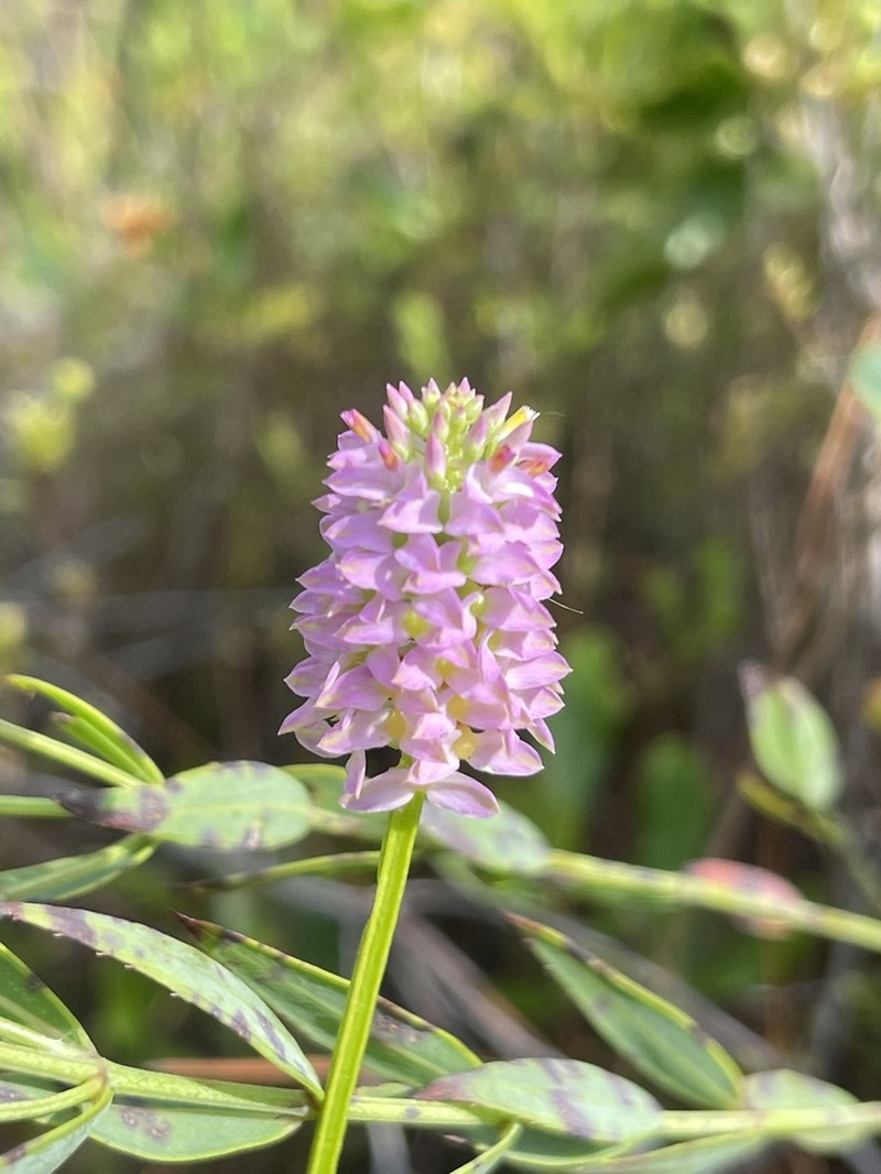 Littleleaf Milkwort photo 3