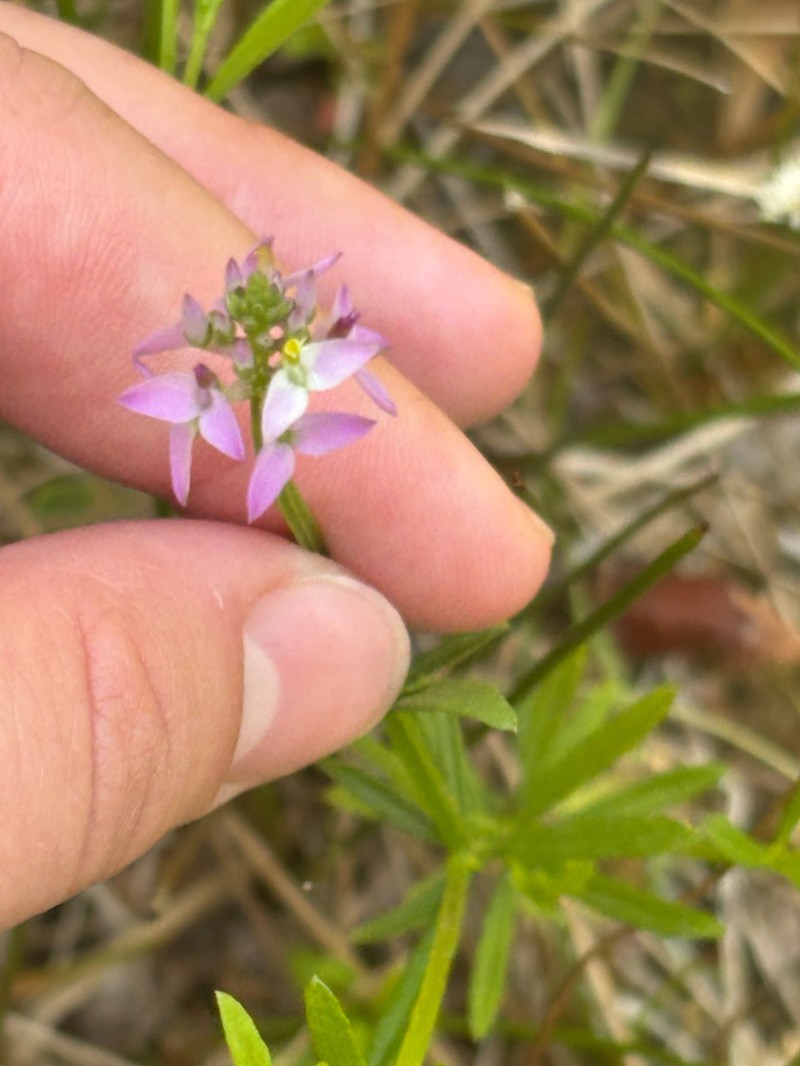 Littleleaf Milkwort photo 4