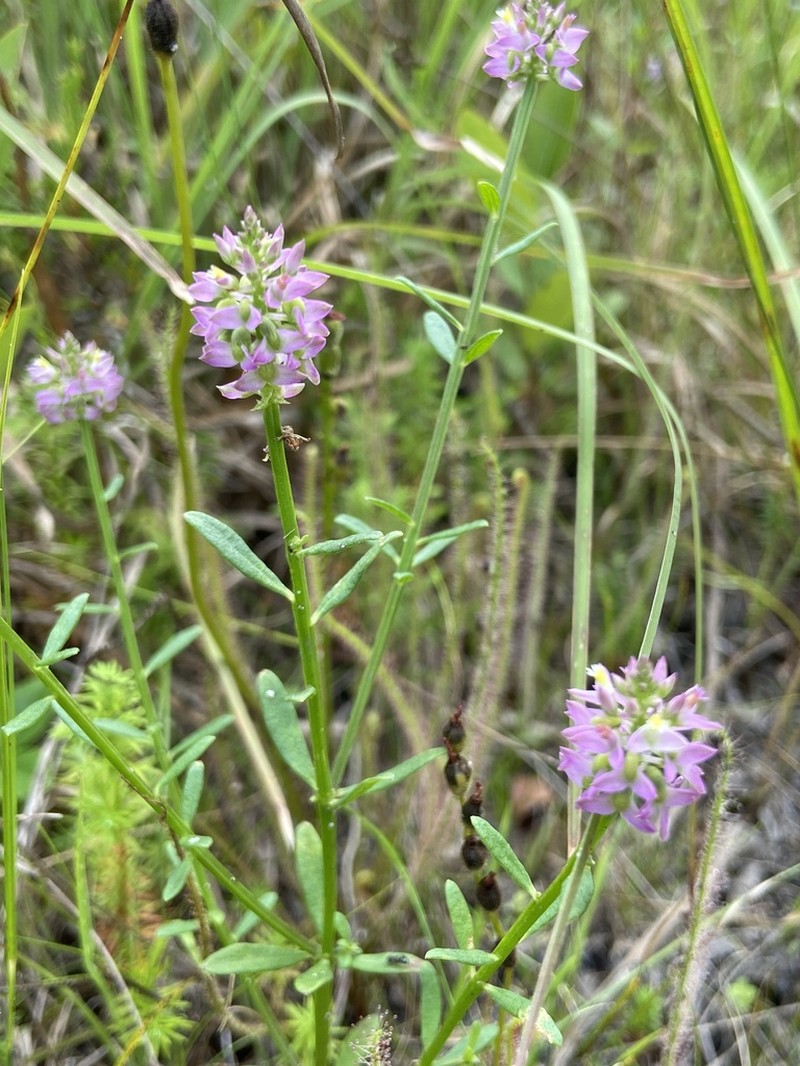 Littleleaf Milkwort photo 5