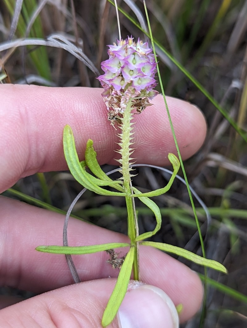 Littleleaf Milkwort photo 6