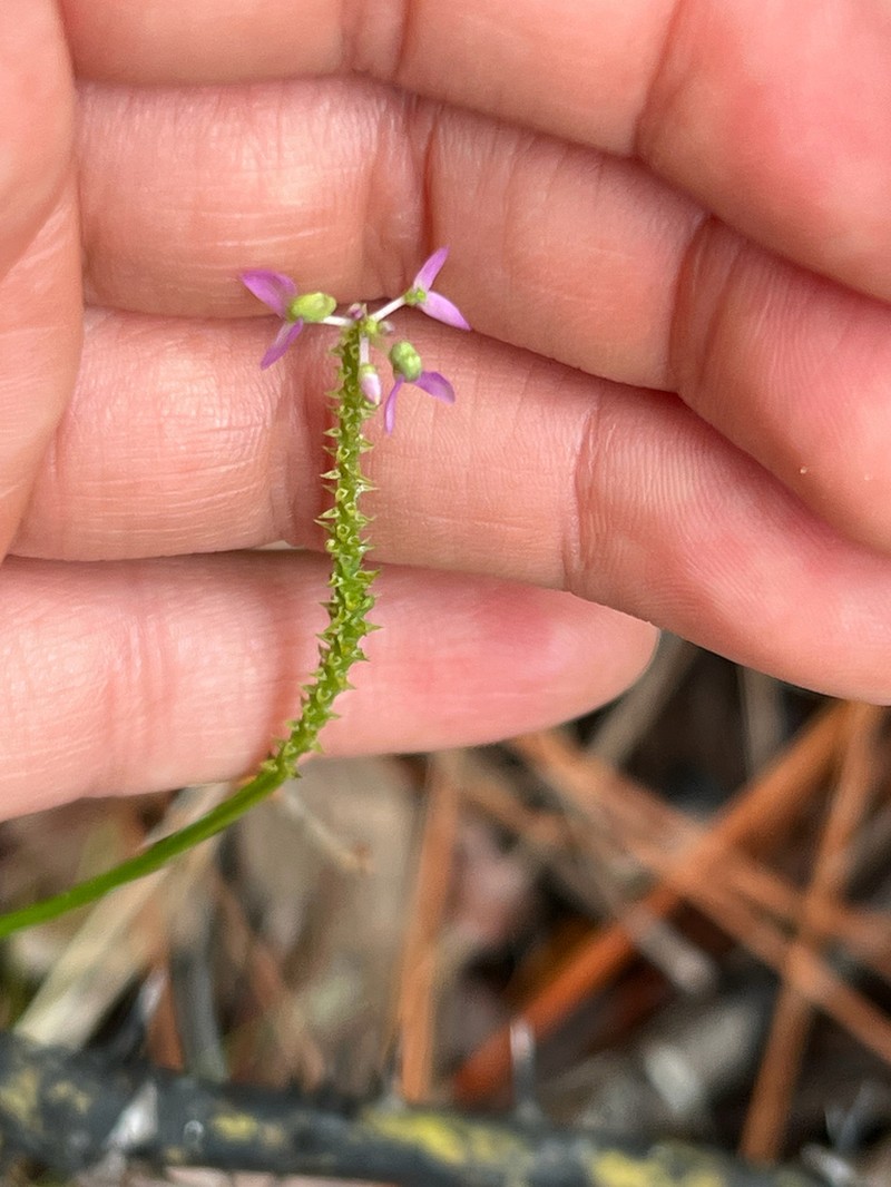 Littleleaf Milkwort photo 7