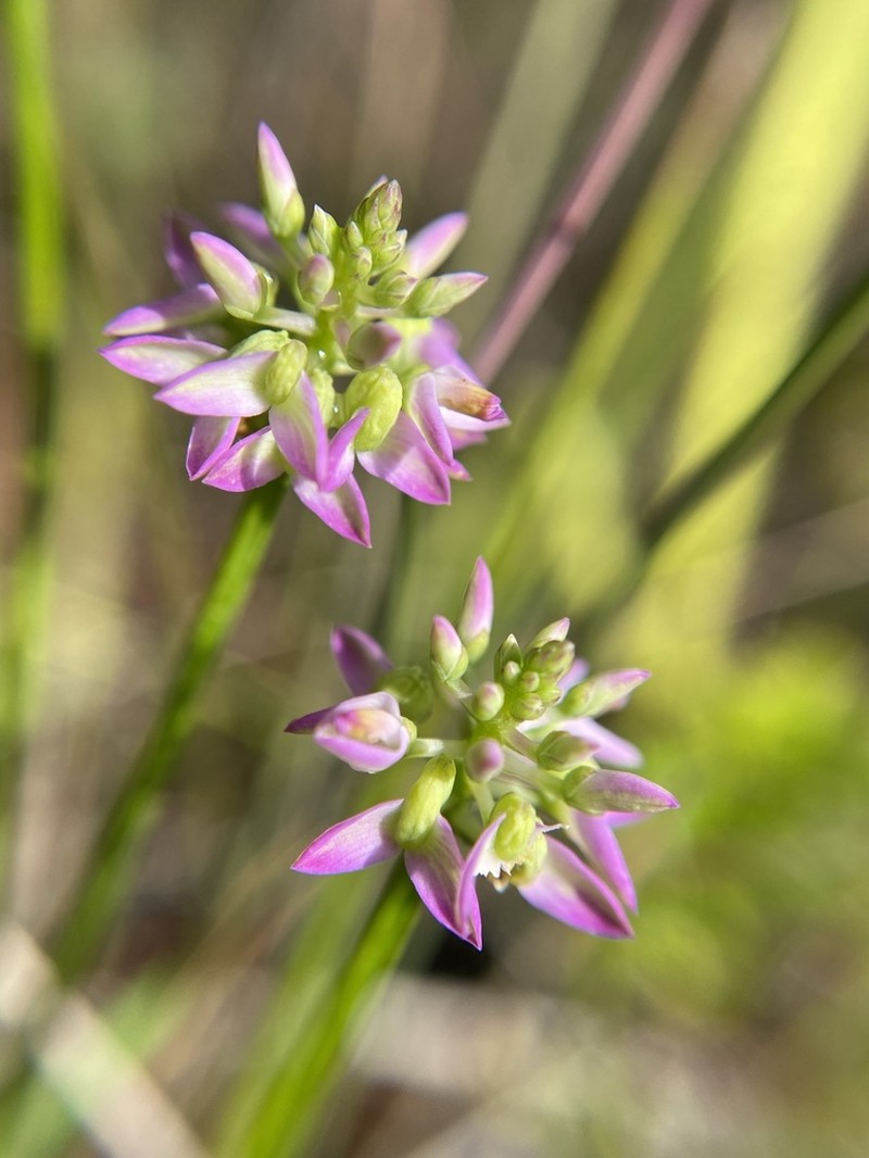 Littleleaf Milkwort photo 8