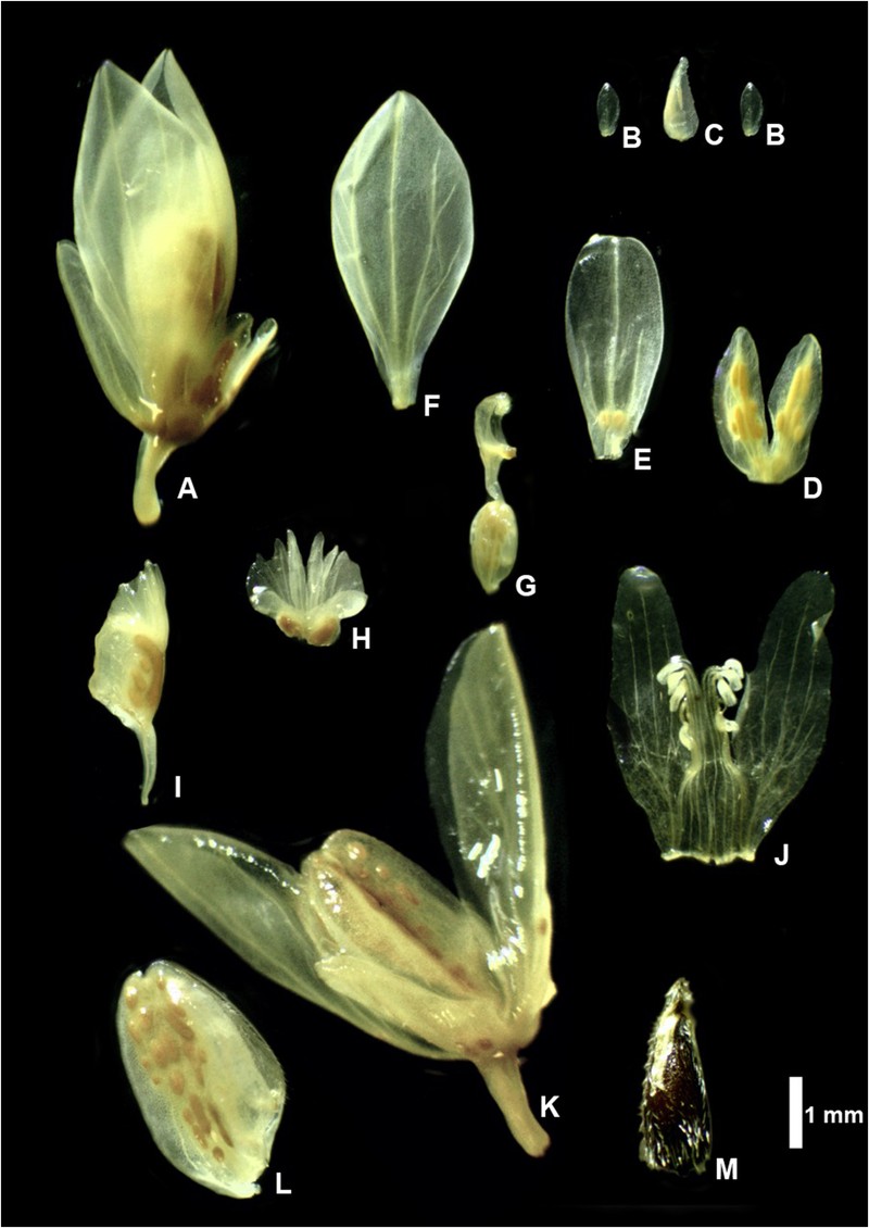 Senega bringelii photo 2