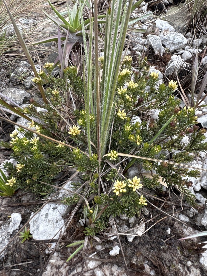 Senega bryoides