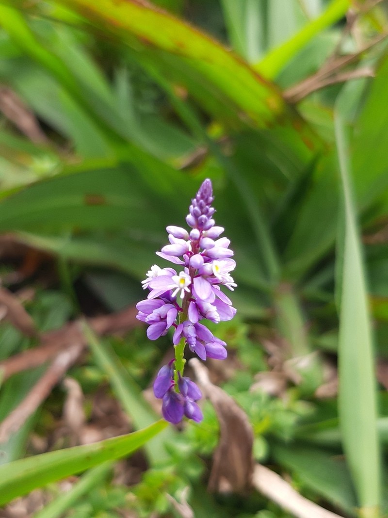 Senega campestris photo 2