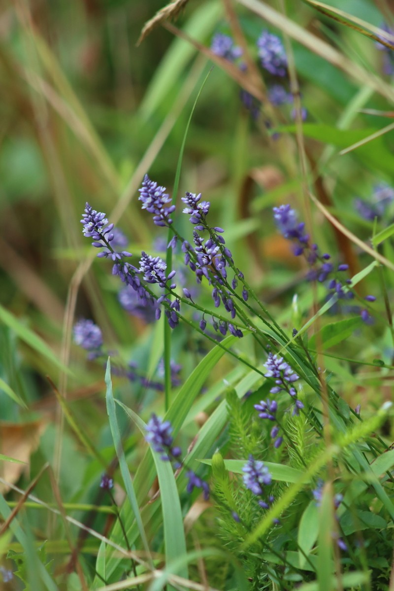Senega campestris photo 3