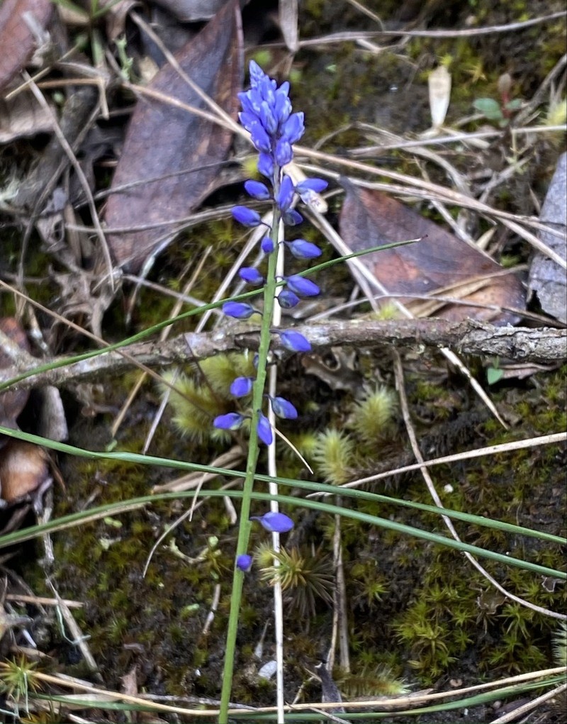 Senega campestris photo 4