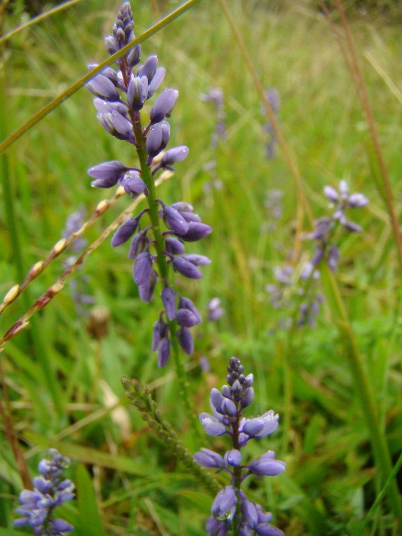 Senega campestris photo 6
