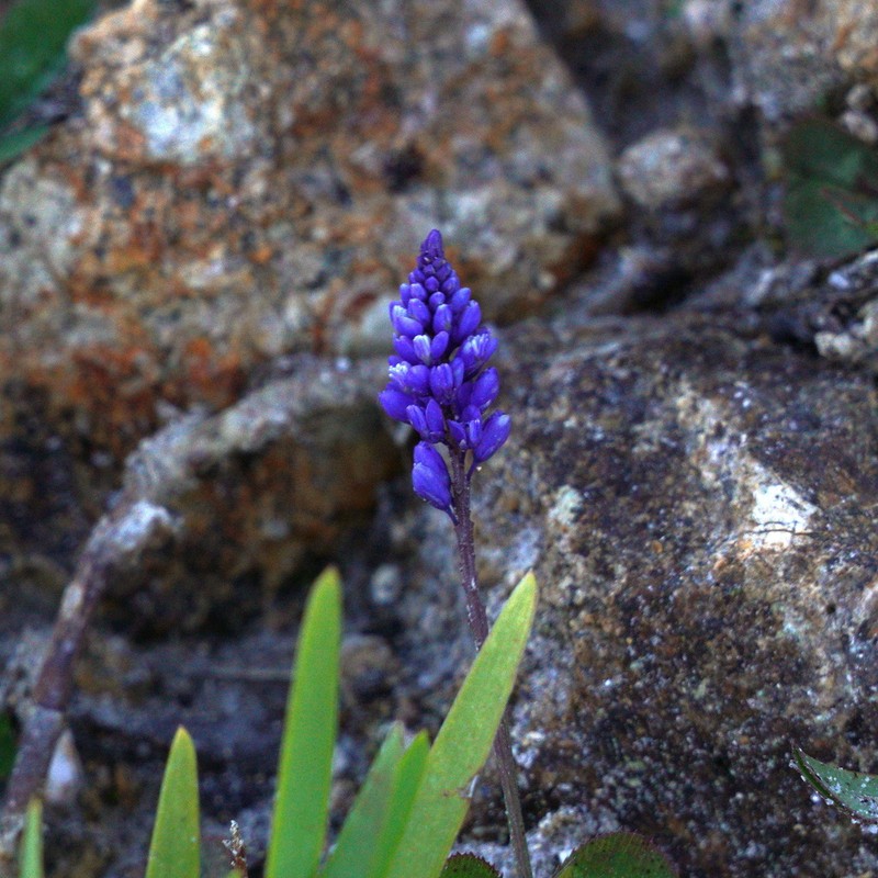 Senega campestris photo 8