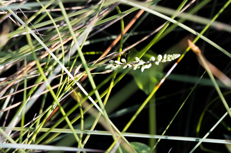 Senega capillaris