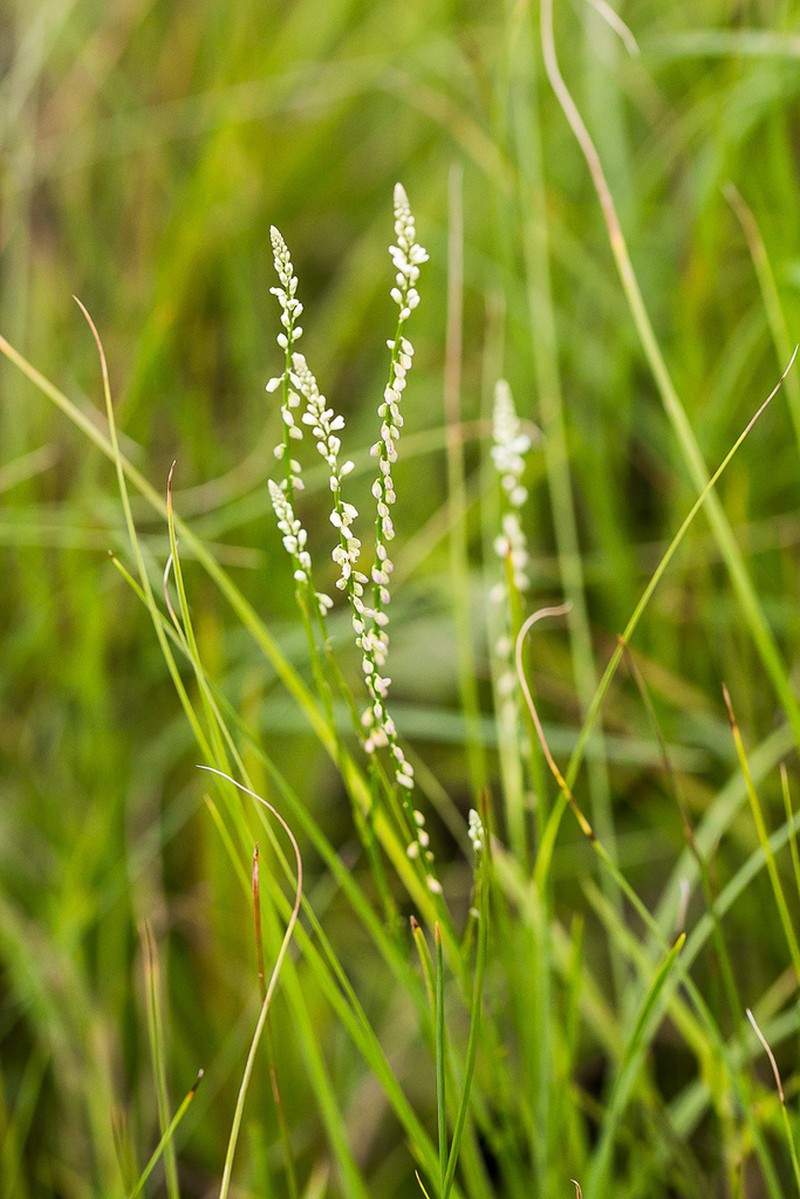 Senega capillaris photo 2