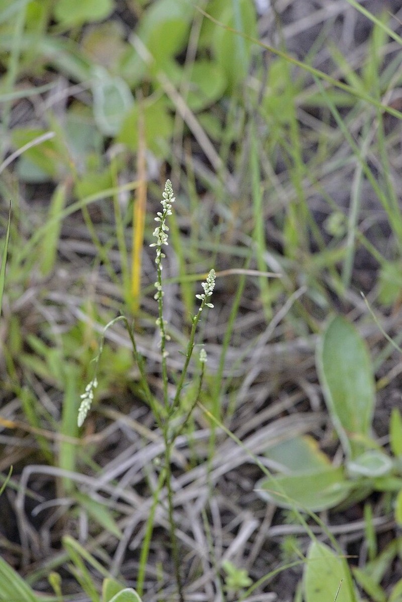 Senega capillaris photo 3