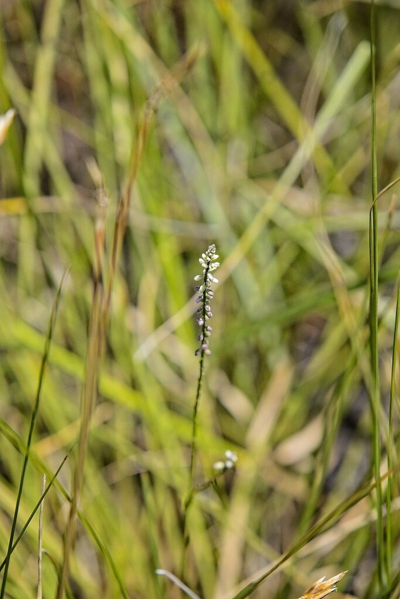 Senega capillaris photo 4