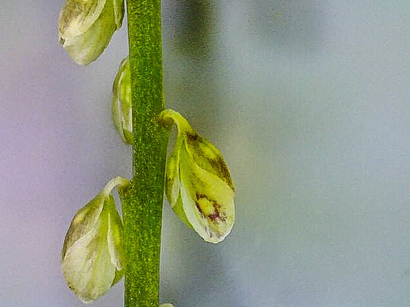 Senega capillaris photo 5
