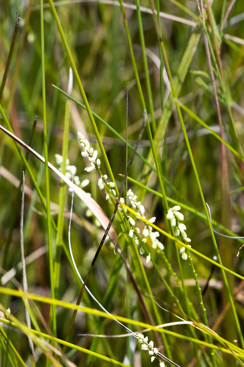 Senega capillaris photo 6