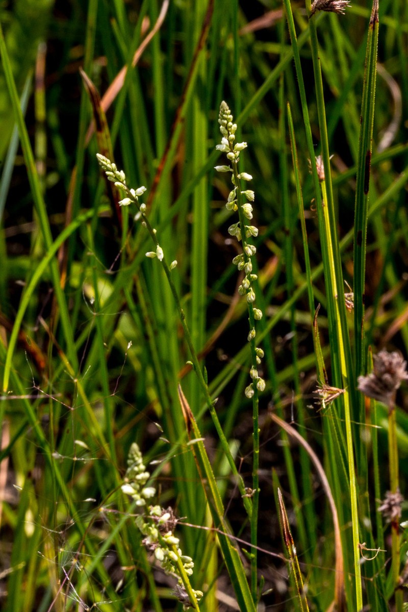 Senega capillaris photo 7