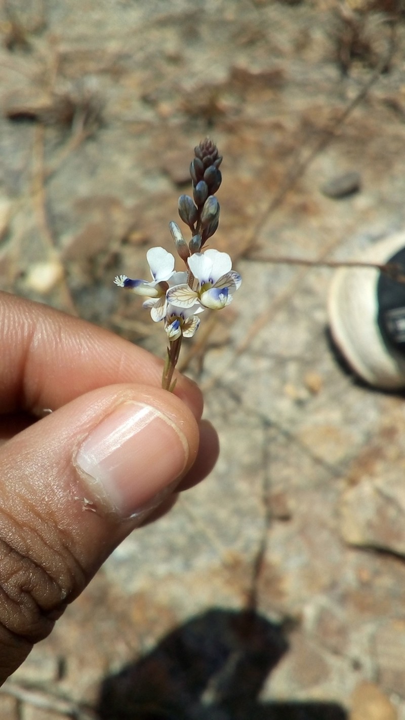 Senega capillaris photo 8