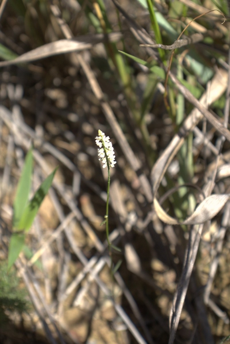 Senega ceciliana