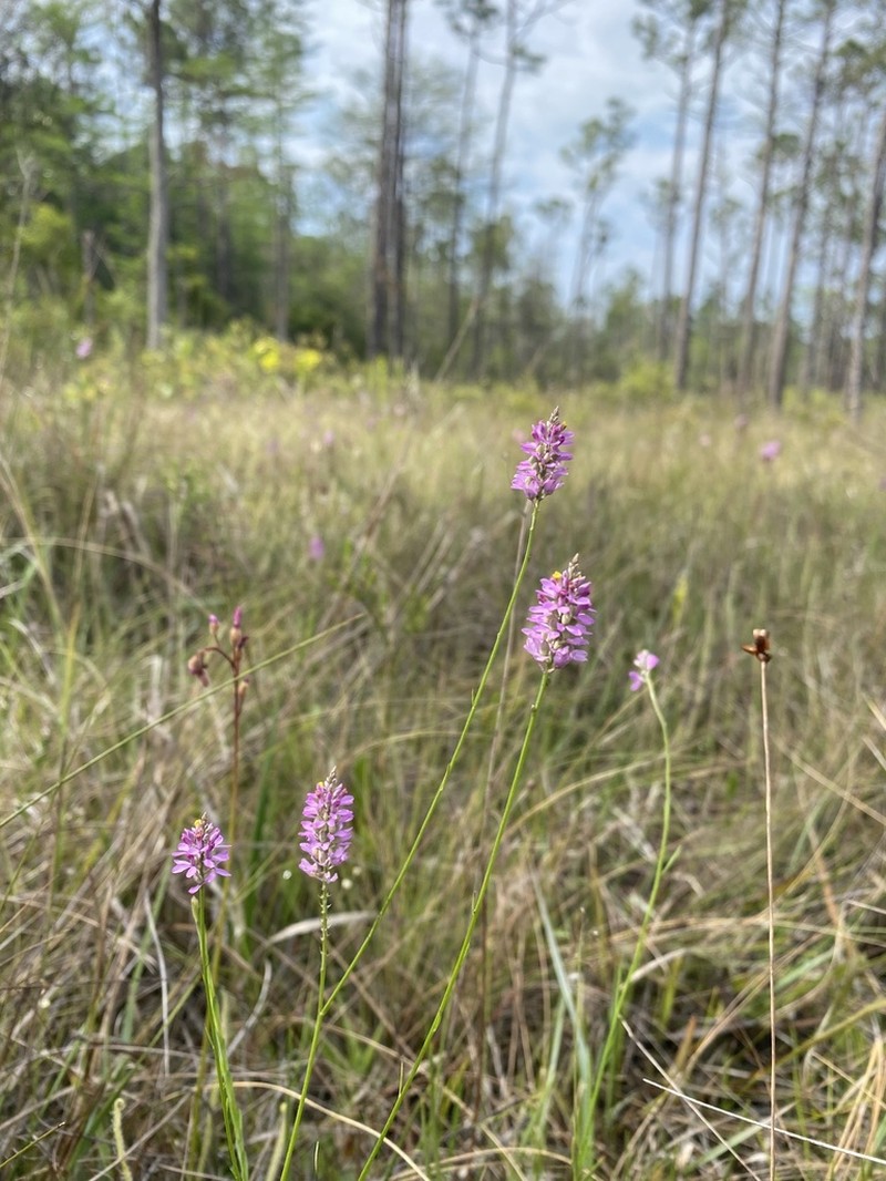 Chapman's Milkwort