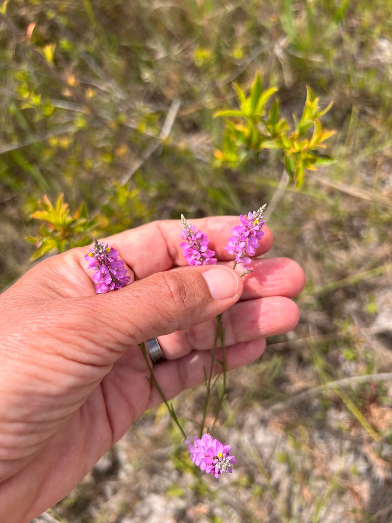 Chapman's Milkwort photo 2
