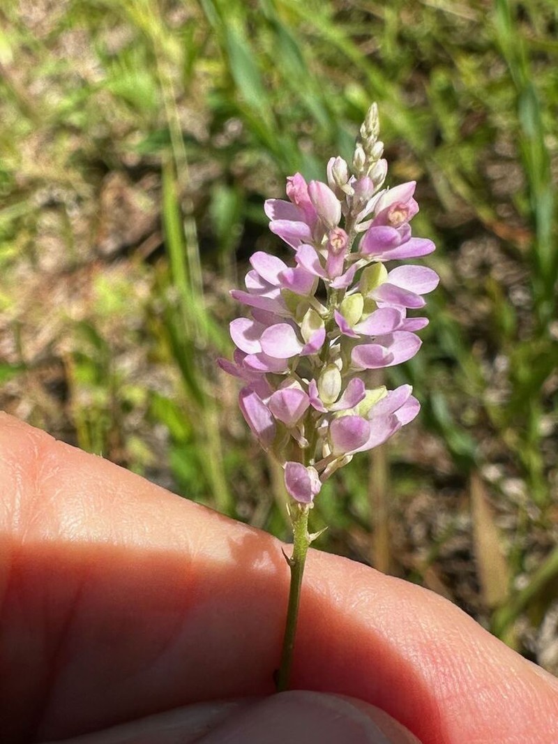 Chapman's Milkwort photo 3